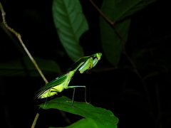 Choeradodis strumaria