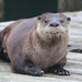 Western River Otter - Photo (c) David A. Hofmann, some rights reserved (CC BY-NC-SA)