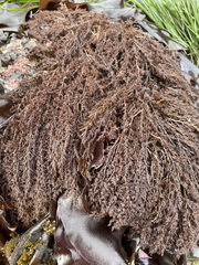 Rhodomelaceae