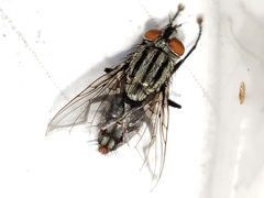 Blaesoxipha
