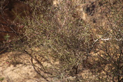Indigofera spinescens
