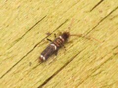 Entomobrya dorsalis