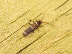 Entomobrya dorsalis