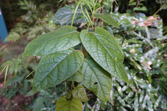 Parsonsia fulva