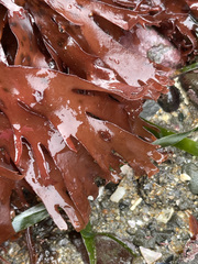 Callophyllis violacea