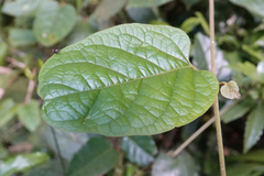 Parsonsia fulva