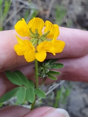 Hippocrepis atlantica