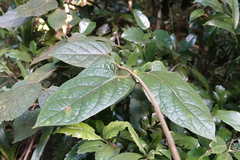 Parsonsia fulva