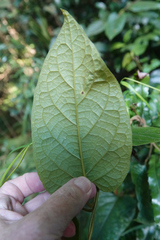 Parsonsia fulva