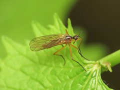 Empis trigramma