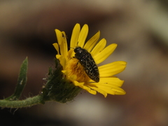 Acmaeodera labyrinthica