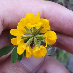 Hippocrepis atlantica