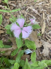 Silene polypetala
