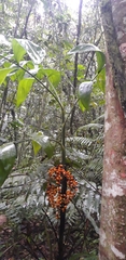 Chamaedorea pinnatifrons