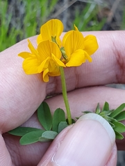 Hippocrepis atlantica