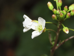 Cardamine amara olotensis