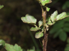 Cardamine amara olotensis