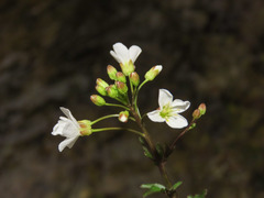 Cardamine amara olotensis