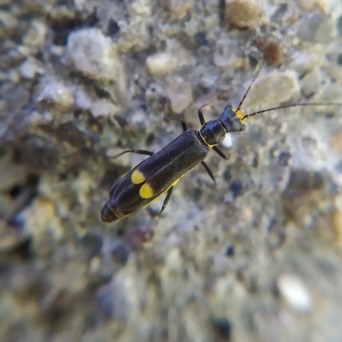 Malthinus scriptus · iNaturalist