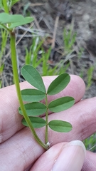 Hippocrepis atlantica