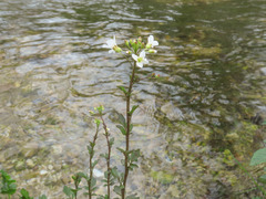 Cardamine amara olotensis