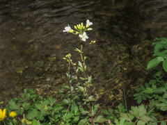 Cardamine amara olotensis