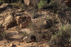 Indigofera spinescens