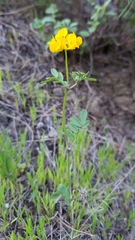 Hippocrepis atlantica