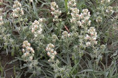 Reseda alba