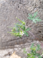 Geranium carolinianum