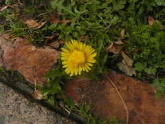 Taraxacum officinale