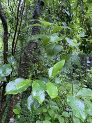 Magnolia figo