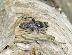 Laphria cinerea