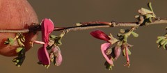 Indigofera spinescens