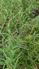Poaceae