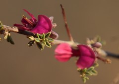 Indigofera spinescens