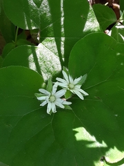 Stellaria corei
