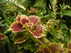 Angiospermae