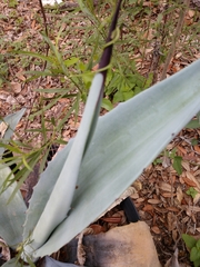 Agave americana