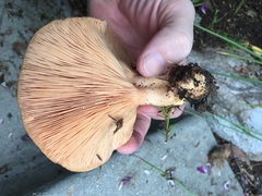 Lactarius resimus
