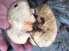 Lactarius resimus