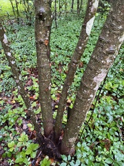 Magnolia figo