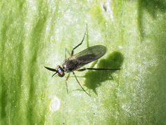 Rhaphium