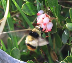 Criorhina