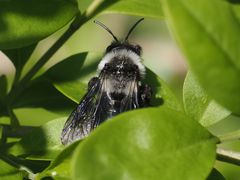 Andrena danuvia