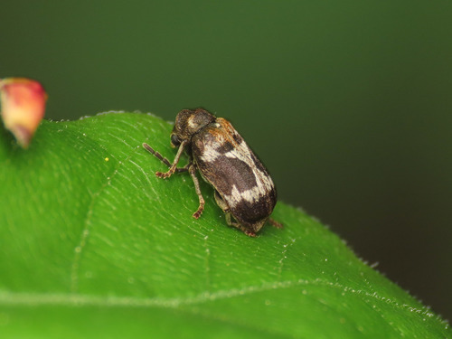 Ptinomorphus regalis