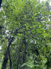 Magnolia figo