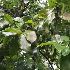 Magnolia figo