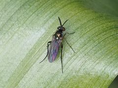 Rhaphium