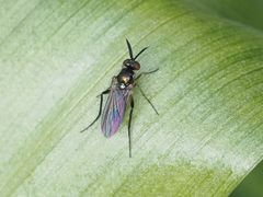 Rhaphium
